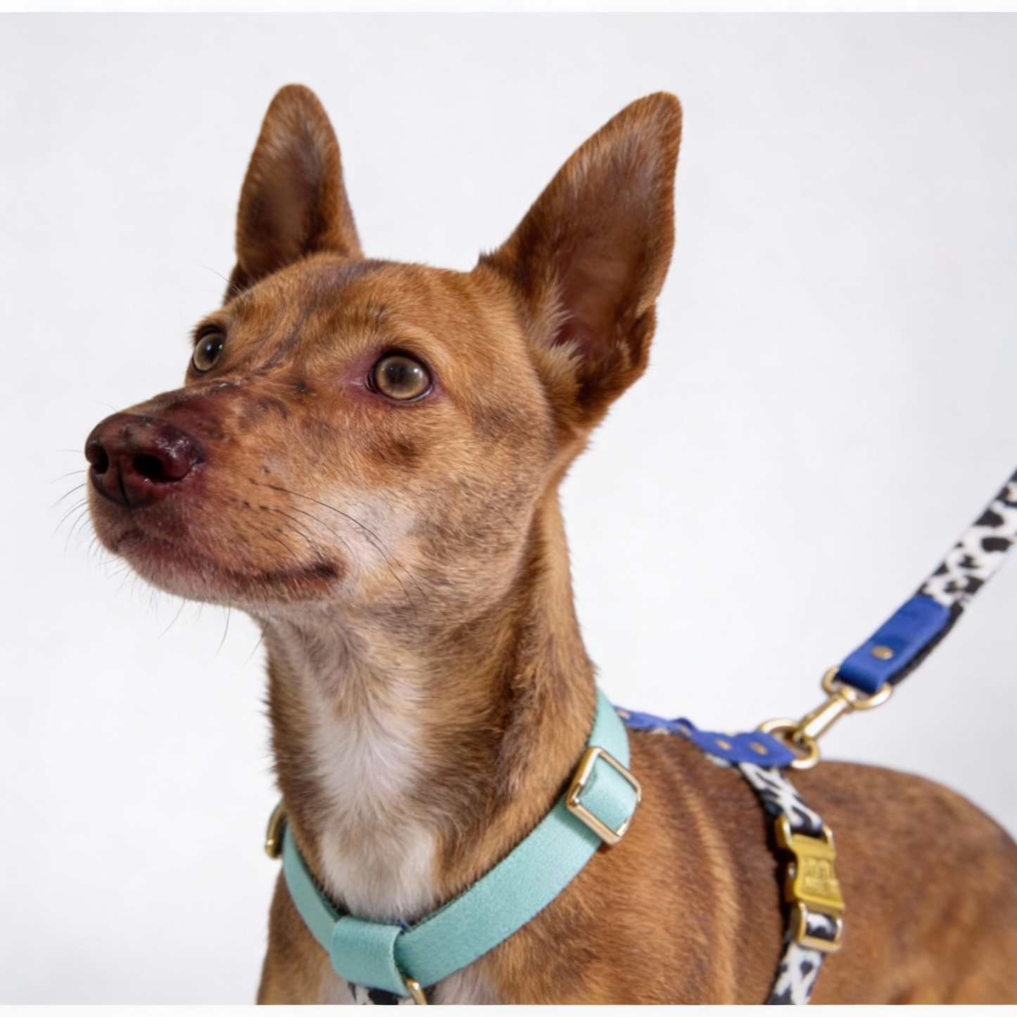 Blueberry Hundegeschirr Schnell Trocknend - XS-L, 100% Polyester