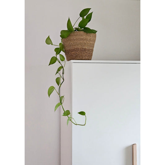 Blumentopf Seegras Geflochten - Ø23 cm, Höhe 18 cm, Material Seegras