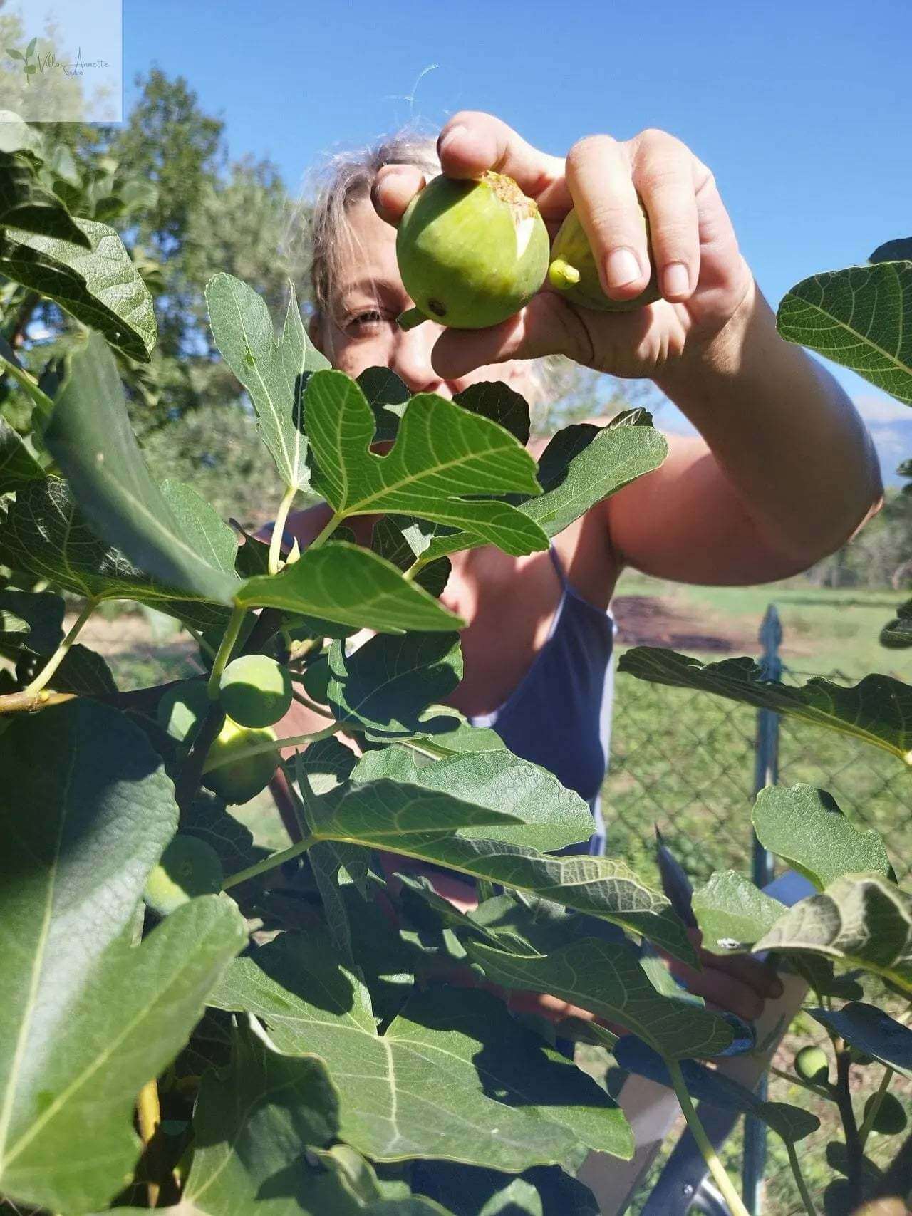 Feigenmarmelade aus Kalabrien – handgemacht & naturrein | Essenza di Calabria