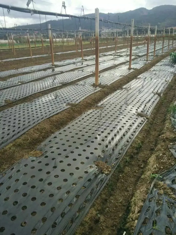 Tewango Perforiertes Mulchfilm Schutz - 0,02mm 0,95m 10m