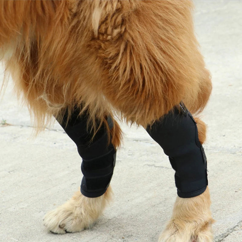Hunde-Kniebandage 2025: Verstellbar Gelenk-Support - Pet Health Collection