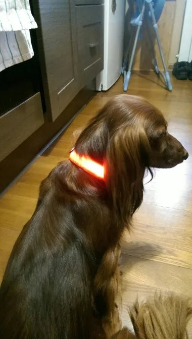 YUDODO Nylon LED Haustier Hund HalsbÀnder 2025: Nacht Sicherheit Blinkend Leuchtend Fluoreszierend - Tiere Hund Leine XS-XL 7 Farben Alle Jahreszeiten