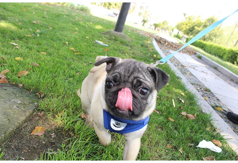 Set reflectorizant de ham și lesă pentru pisici, plasă de nailon, vestă pentru câini, ham, lese, haine pentru animale de companie pentru câini mici, Yorkshire Terrier, Pug