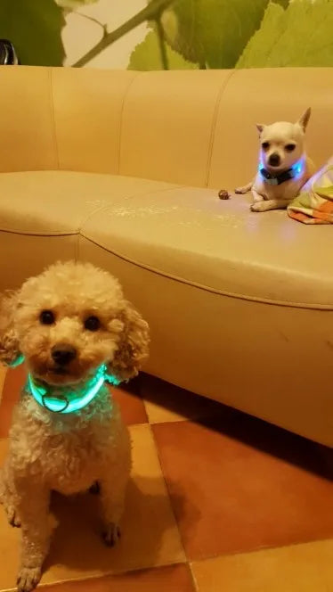 YUDODO Nylon LED Haustier Hund HalsbÀnder 2025: Nacht Sicherheit Blinkend Leuchtend Fluoreszierend - Tiere Hund Leine XS-XL 7 Farben Alle Jahreszeiten
