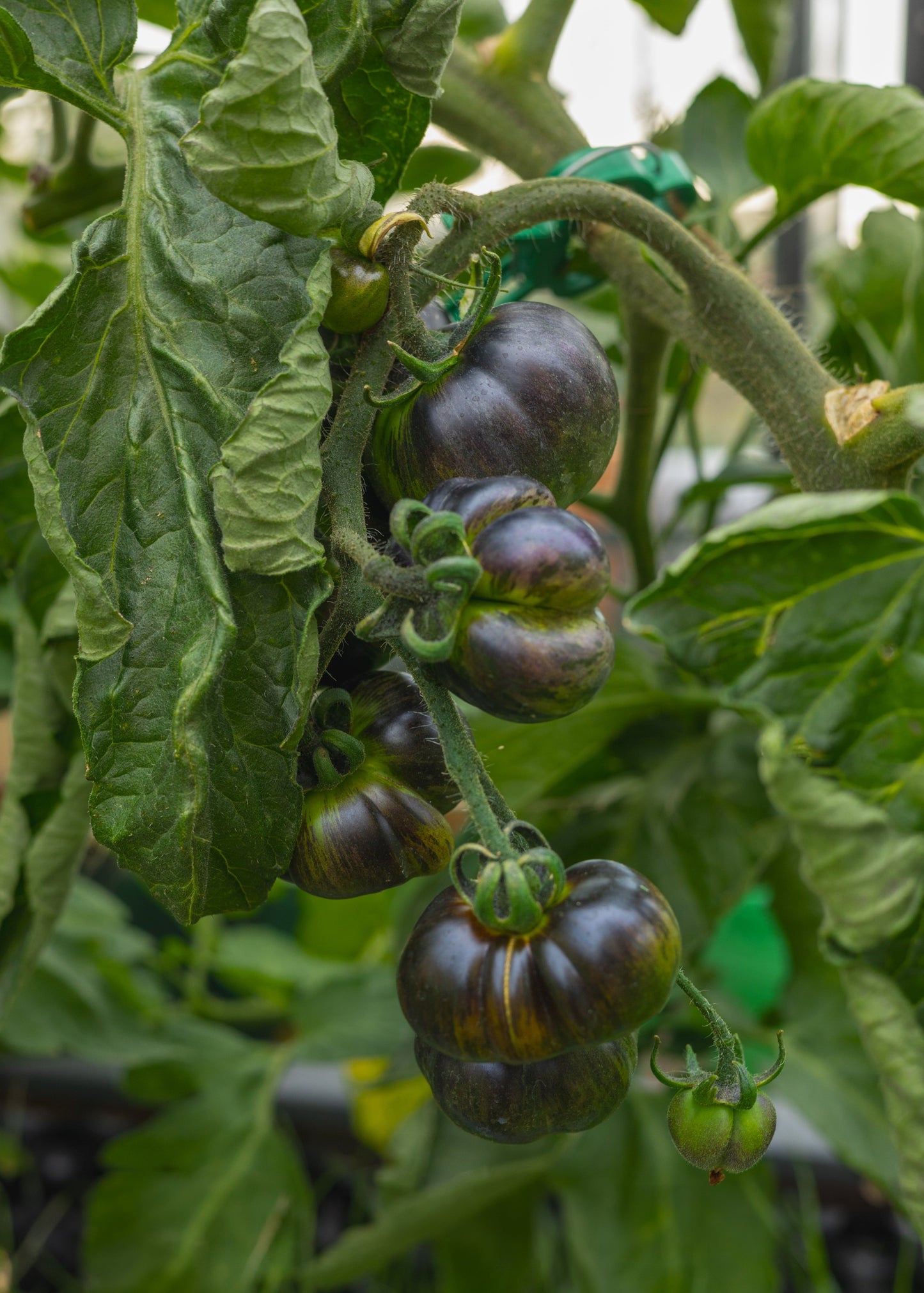 Blue Green Zebra Samen Streifenoptik - Inhalt 15, Klein bis Mittel
