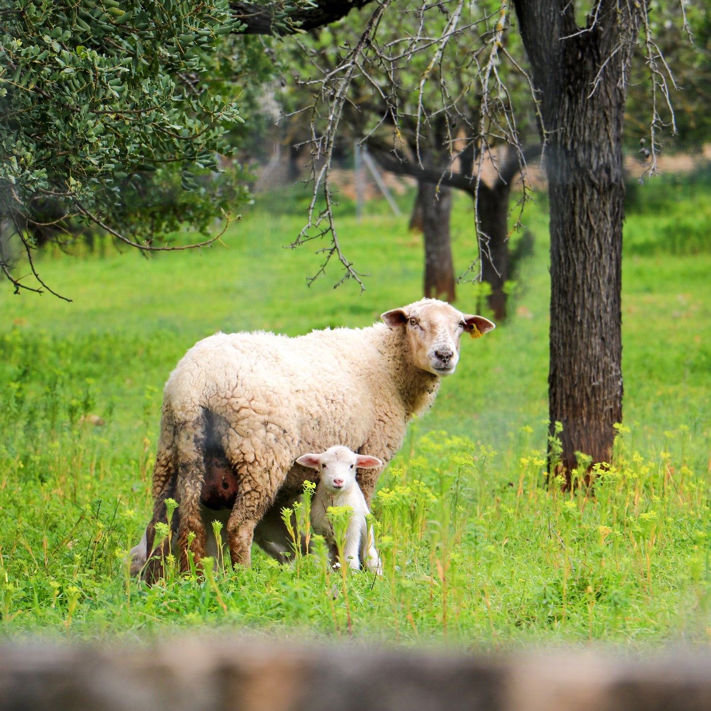 VIVA LA VIDA Migdale tocate din Mallorca - 250g, fără pesticide naturale