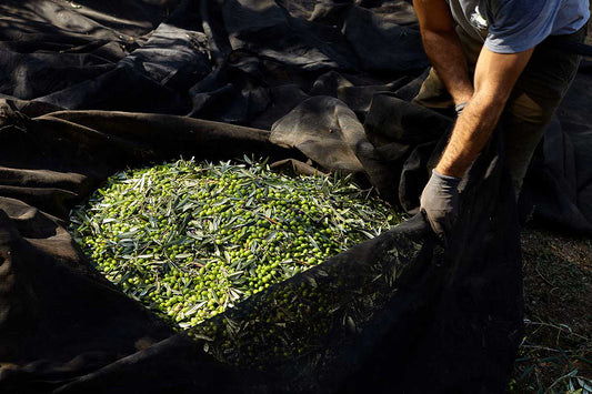 Coppadoro Olivenöl extra nativ Apulien