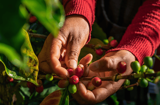 Black Shot I 100% Robusta/Canephora