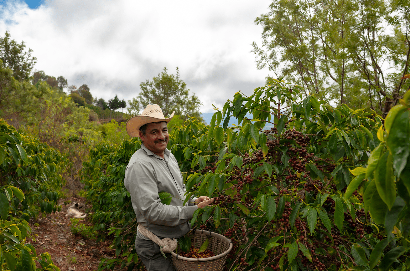 nospresso I Decaf aus Südamerika