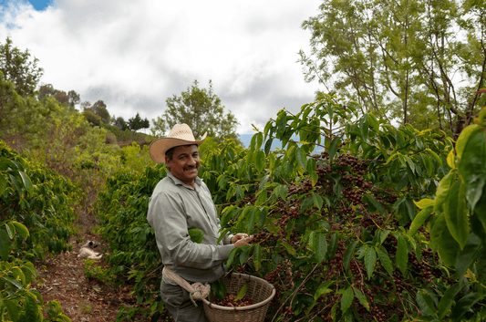 nospresso I Decaf aus Südamerika