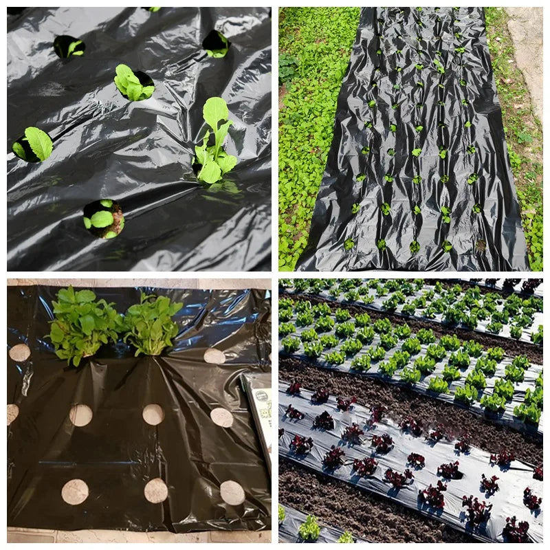 Tewango Mulchfolie Perforiert - 0,95 m 5 Löcher 15 cm Abstand