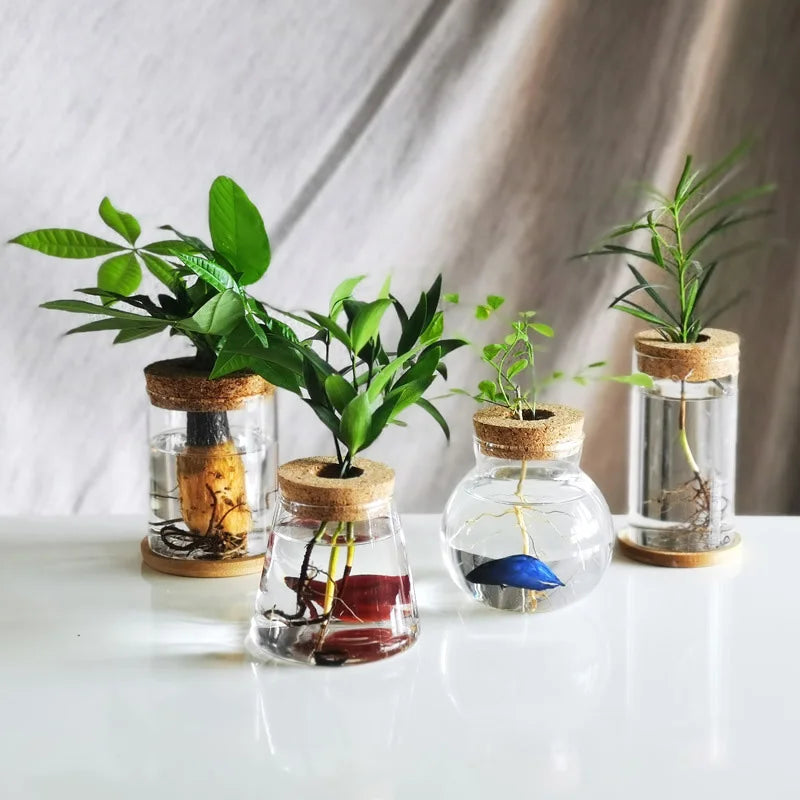 Choice Mini Hydroponischer Blumentopf - Glas 250ml 12cm
