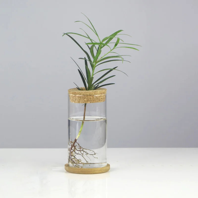 Choice Mini Hydroponischer Blumentopf - Glas 250ml 12cm