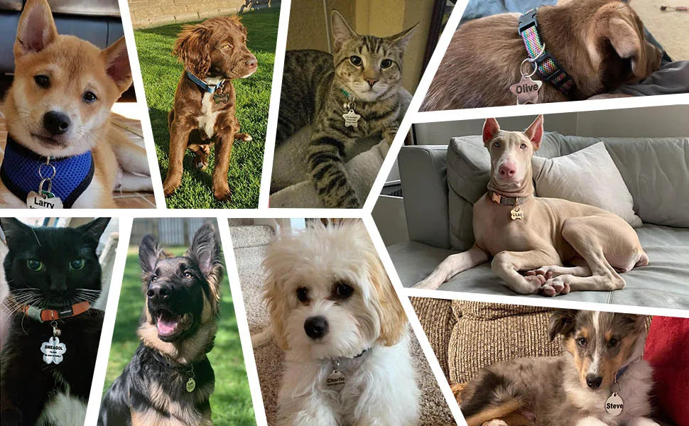 COOYOMOO Personalisierte Gravierte Katze Hund 2025: Haustier ID Tag Anti-Verlust Halsband Anhänger - Gravur Name Welpen Katzen Edelstahl Silber Gold Roségold