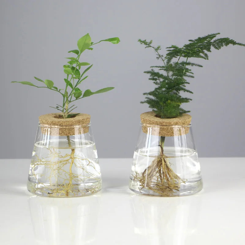 Choice Mini Hydroponischer Blumentopf - Glas 250ml 12cm