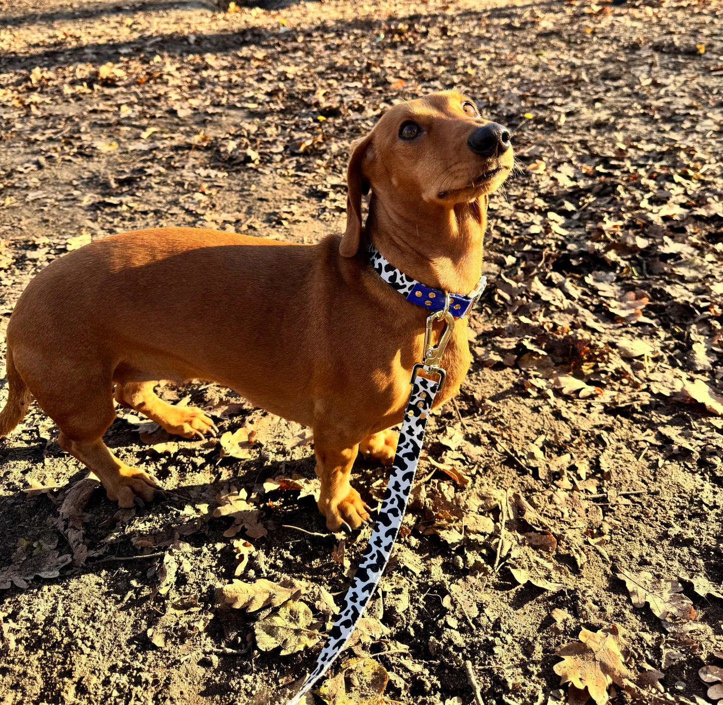 Blueberry Halsband Schnelltrocknend - Größe XS-L, 100% Polyester