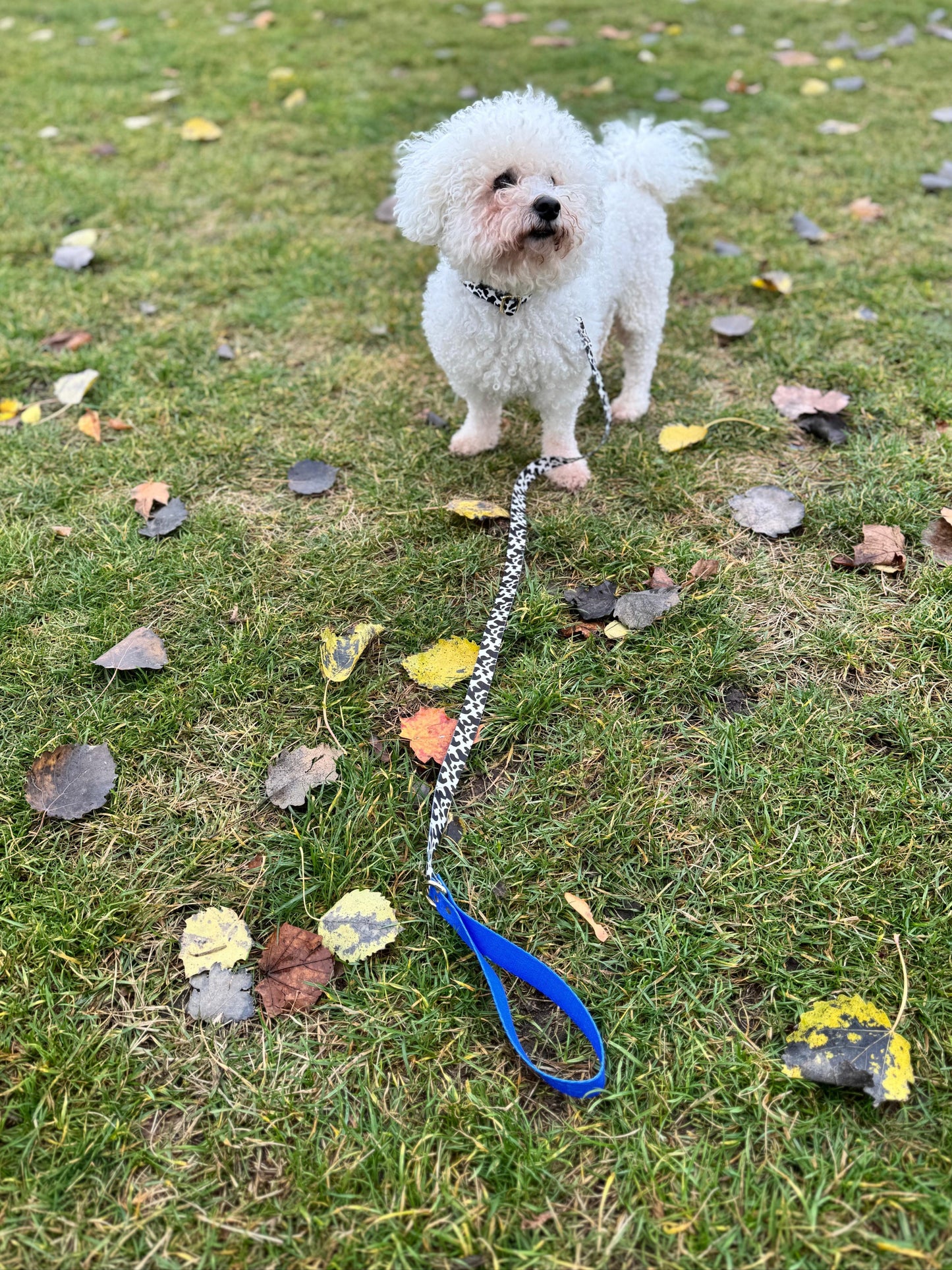 Leine Blueberry Schnelltrocknende Magie - Kapazität Groß, Länge 1,1 m