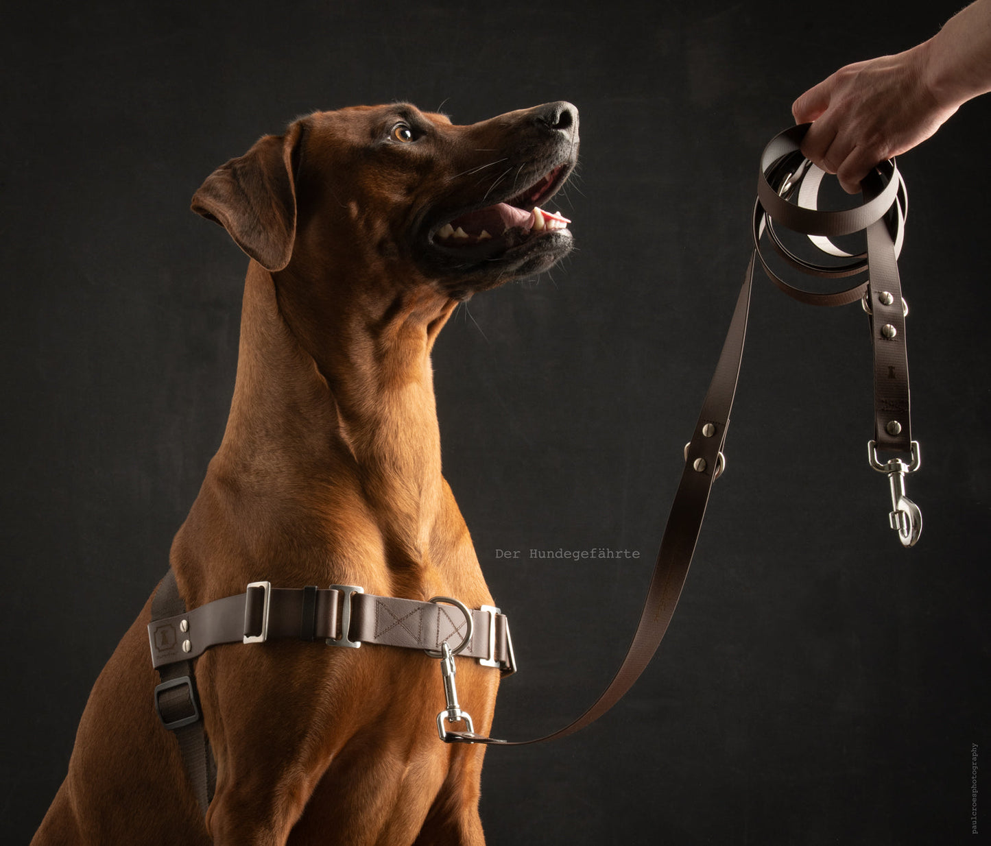 Anti-Stress-Geschirr STURMFREI®, Größe L