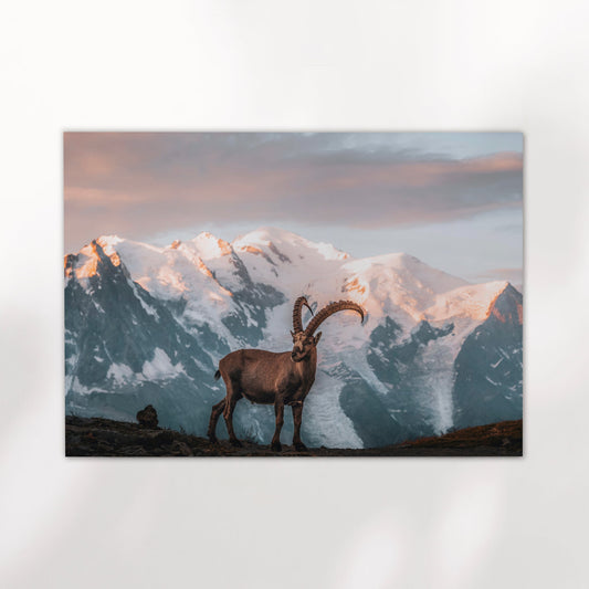 Ibex Mont Blanc Chamonix Sonnenaufgang Druck - 200 g/m², Größen 5x7 bis A4