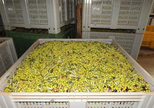 Bio Olivenöl Extra Vergine di Palombari im Kanister