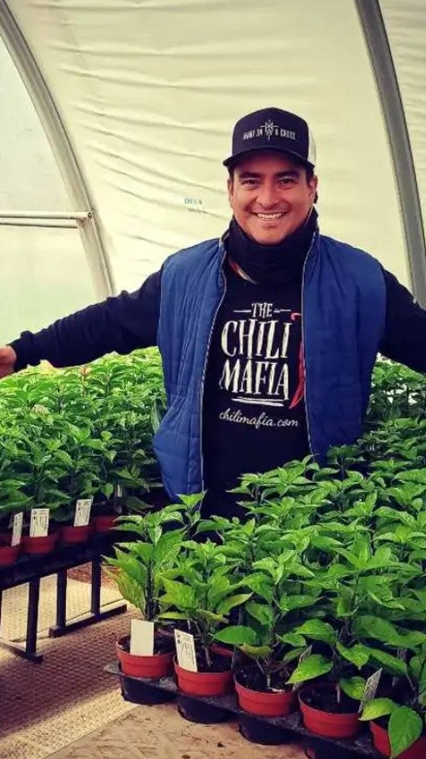 Pikantista Chili Mafia Caribbean Dancer - Tropischer Mango Habanero Geschmack, Kapazität 100 Ml, Schärfe 6/10, Größe 12 Cm