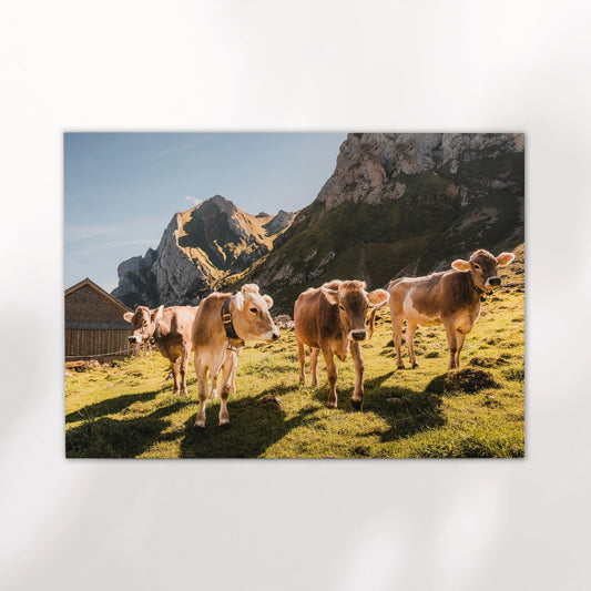 Alpine Cows Appenzell - Premium Kunstdruck 200 g/m2, Größen 5x7 bis A0
