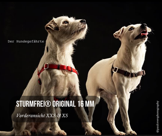 STURMFREI® Original – Patentierte Front-Führung - 16 mm - Mini - Größe XXS-XS