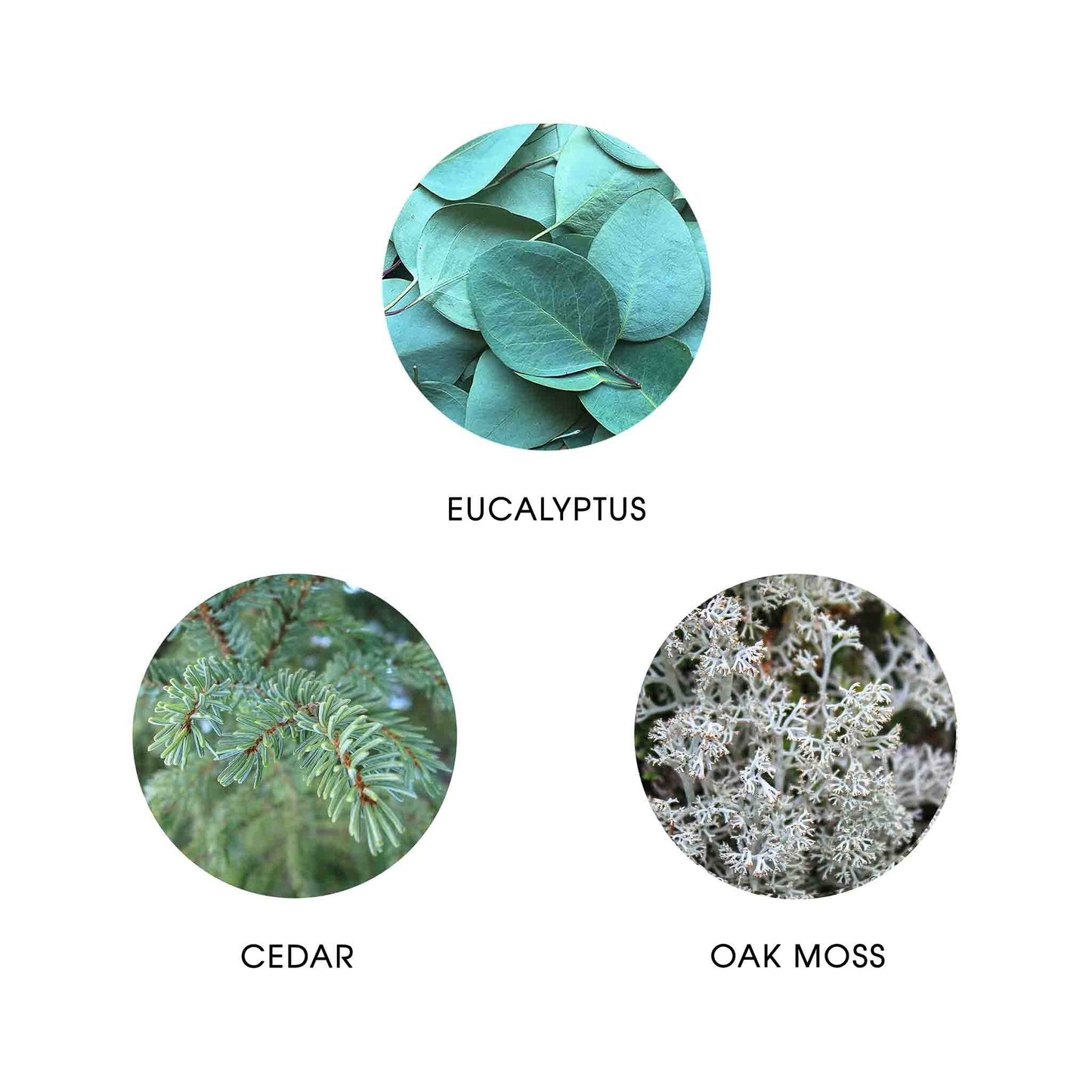 ICE - Boreal, Eau de Parfum, FiiLiT Parfum du Voyage