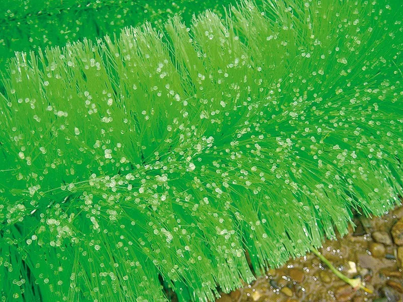 Black Knight Ablaichbürsten Weichborsten - 150 cm Durchmesser 13 cm