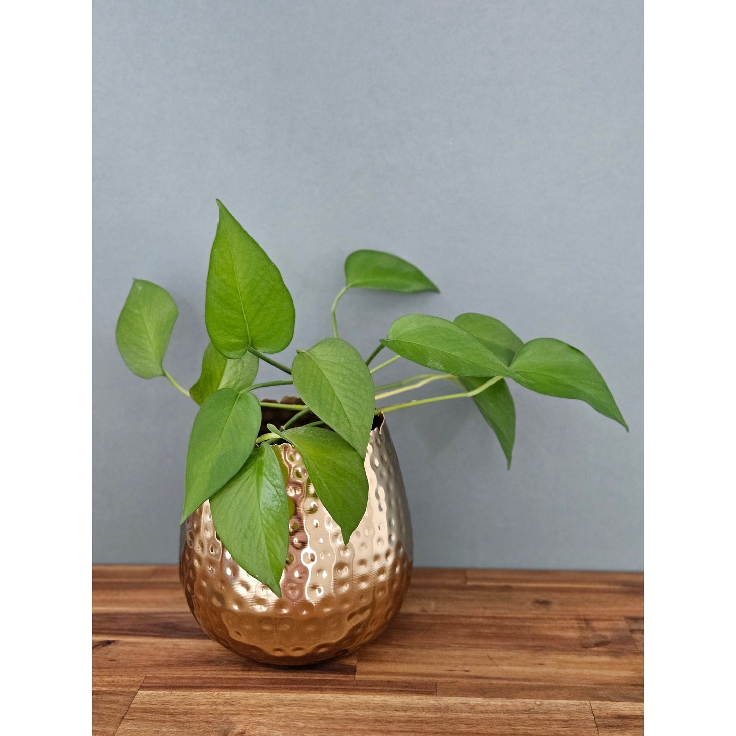 Blumentopf Hammerschlag Gold - Größe 18x18 cm Metall