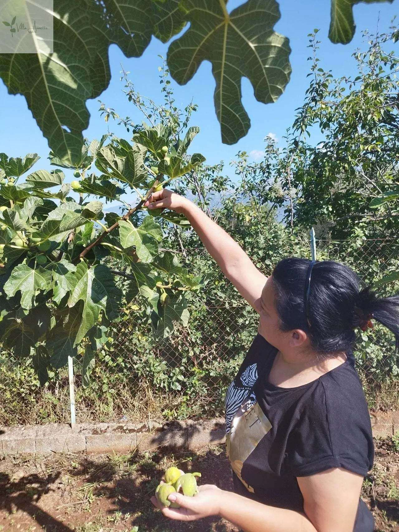 Miere de smochine extravirgină din smochine coapte complet - Capacitate 220 ml, Produsă din 10 kg de smochine la 1 litru, Diametru aprox. 6 cm