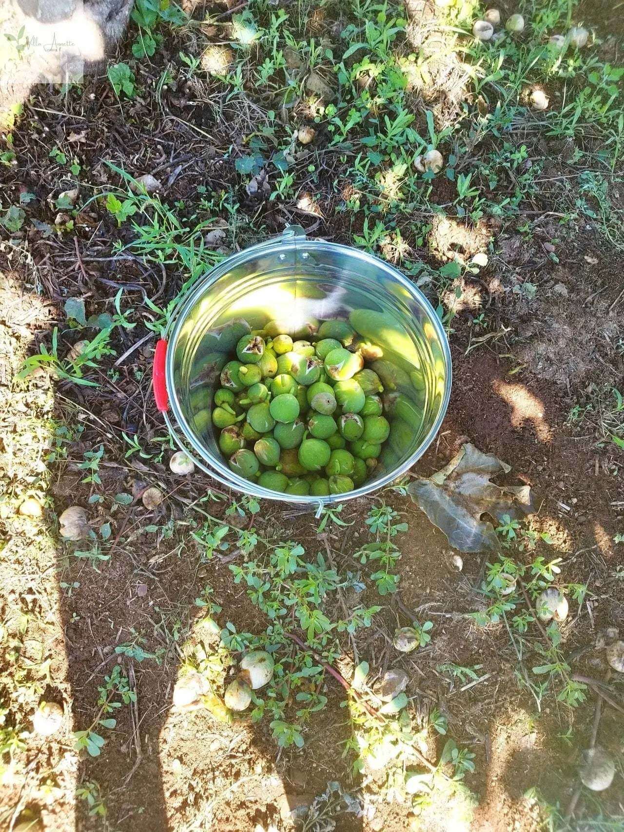 Miere de smochine extravirgină din smochine coapte complet - Capacitate 220 ml, Produsă din 10 kg de smochine la 1 litru, Diametru aprox. 6 cm