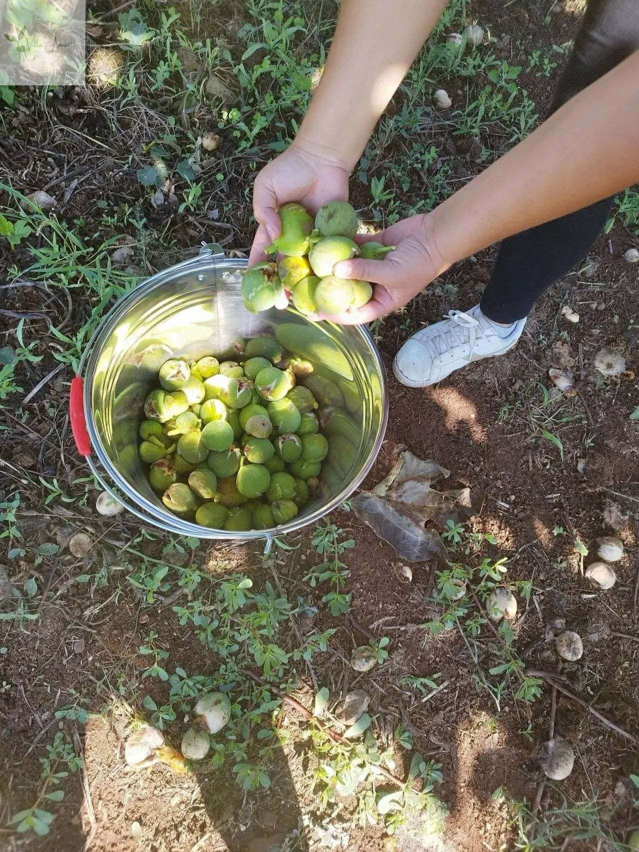 Miere de smochine extravirgină din smochine coapte complet - Capacitate 220 ml, Produsă din 10 kg de smochine la 1 litru, Diametru aprox. 6 cm