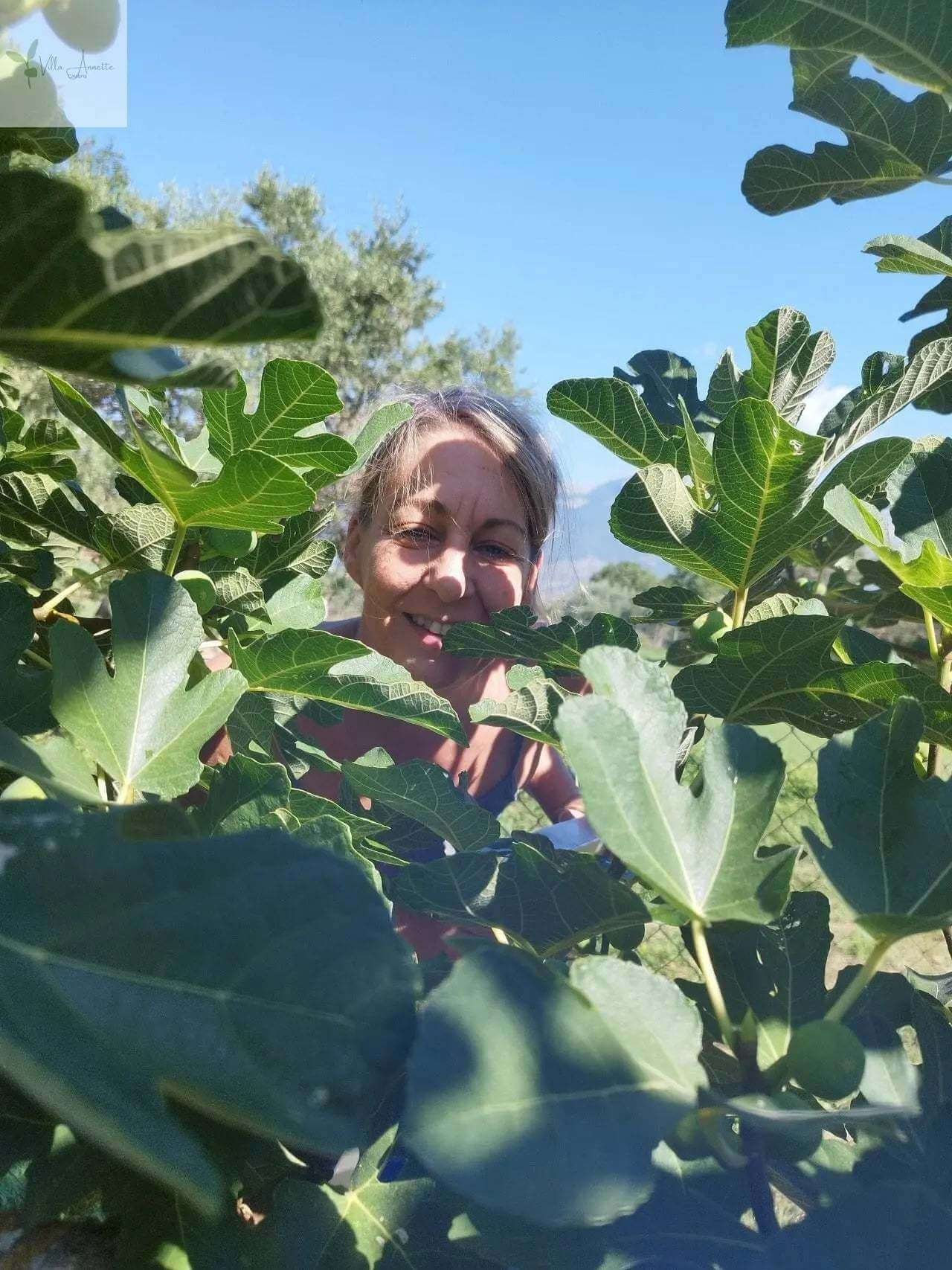 Miere de smochine extravirgină din smochine coapte complet - Capacitate 220 ml, Produsă din 10 kg de smochine la 1 litru, Diametru aprox. 6 cm