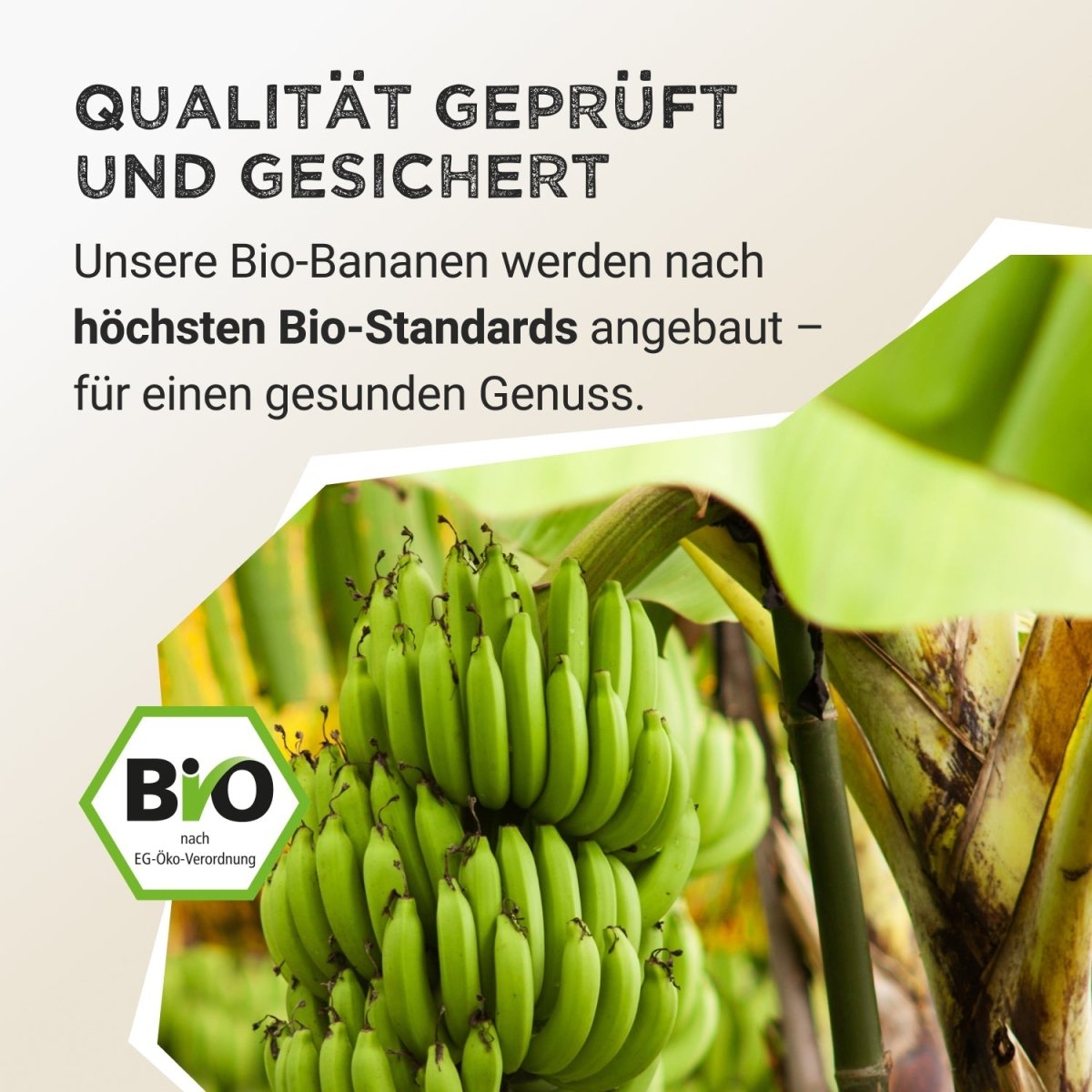 Pudră de fructe - Banană