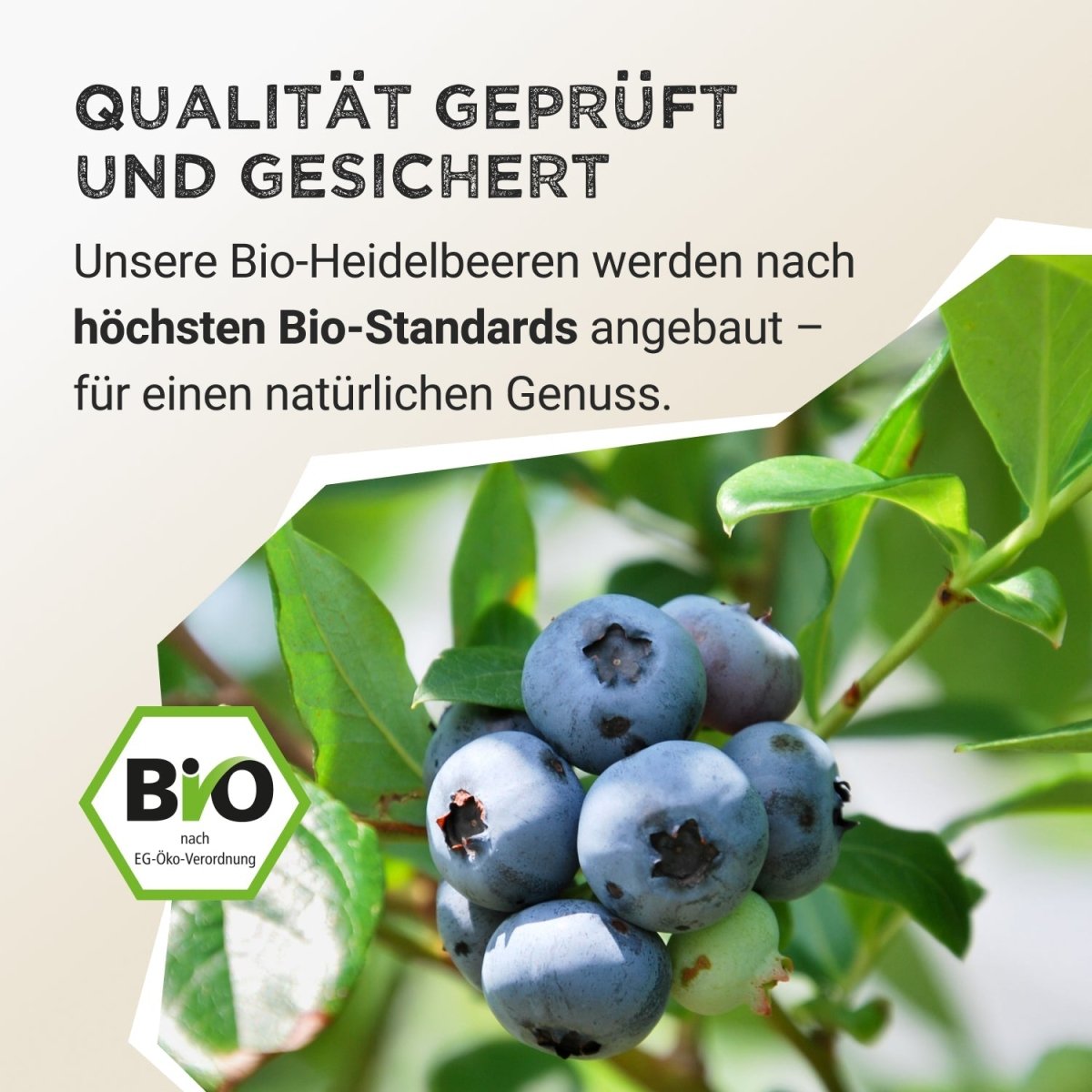 Pudră de fructe - Afine sălbatice