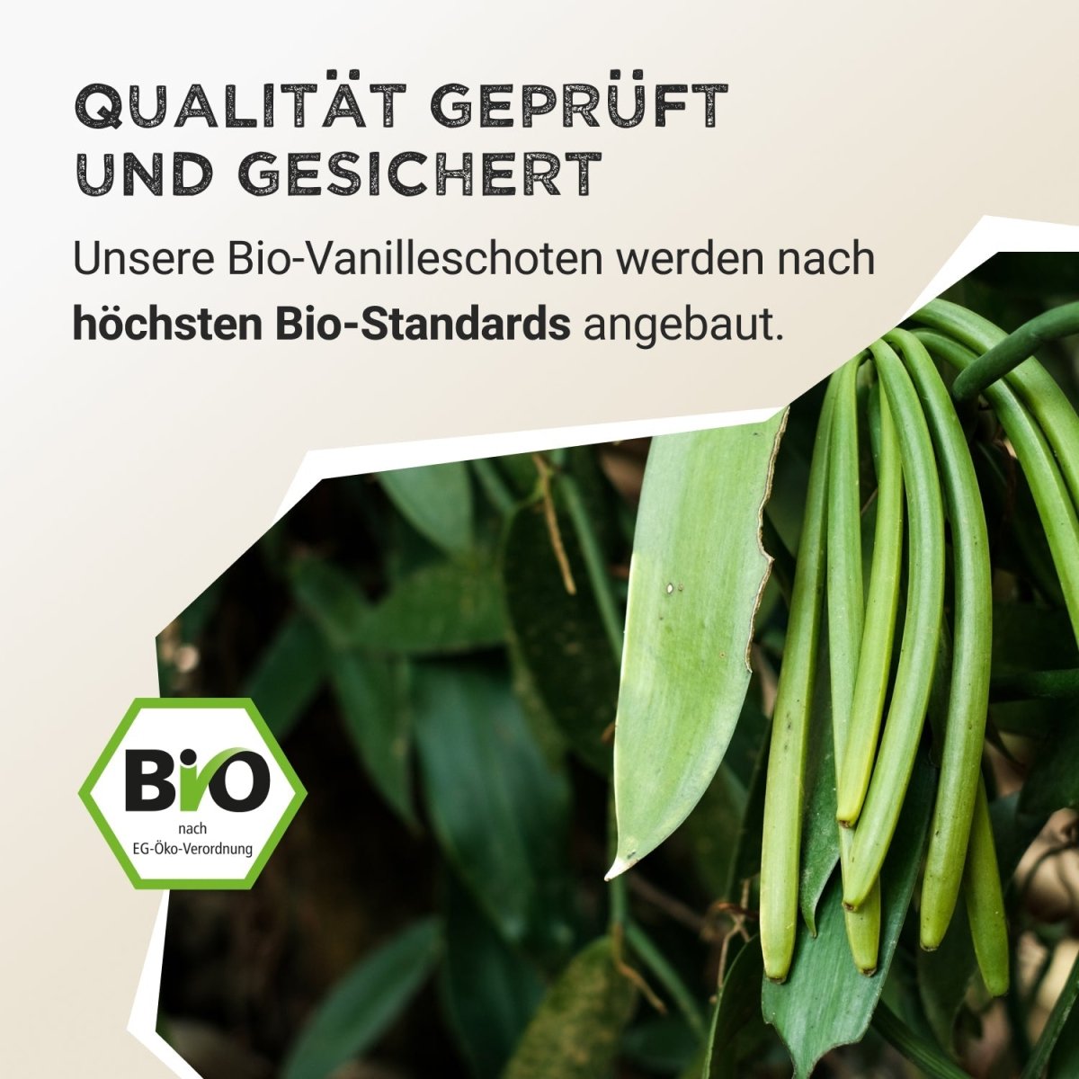 Pudră de condimente cu vanilie