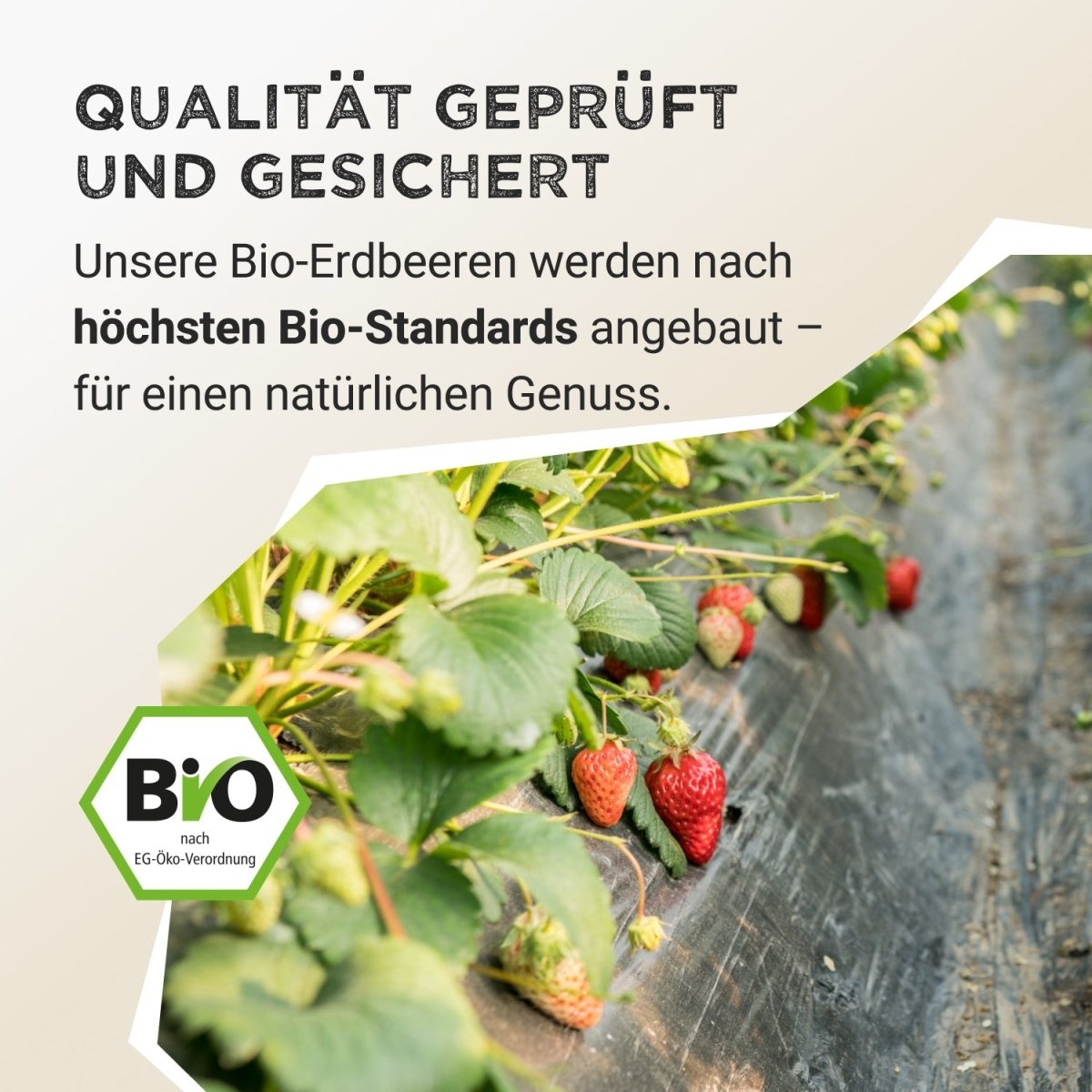 Pudră de fructe - Căpșuni