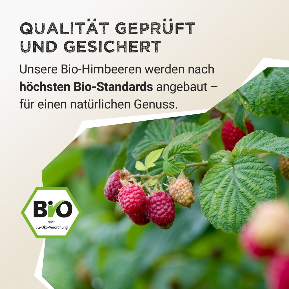 Pudră de fructe - Zmeură