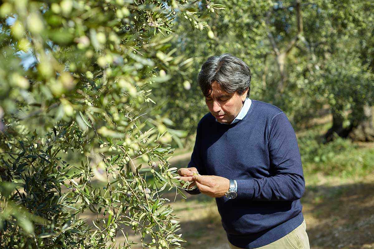 Cru Di Puglia Olivenöl Mittelfruchtig - Kapazität 500ml, Größe 0,5L