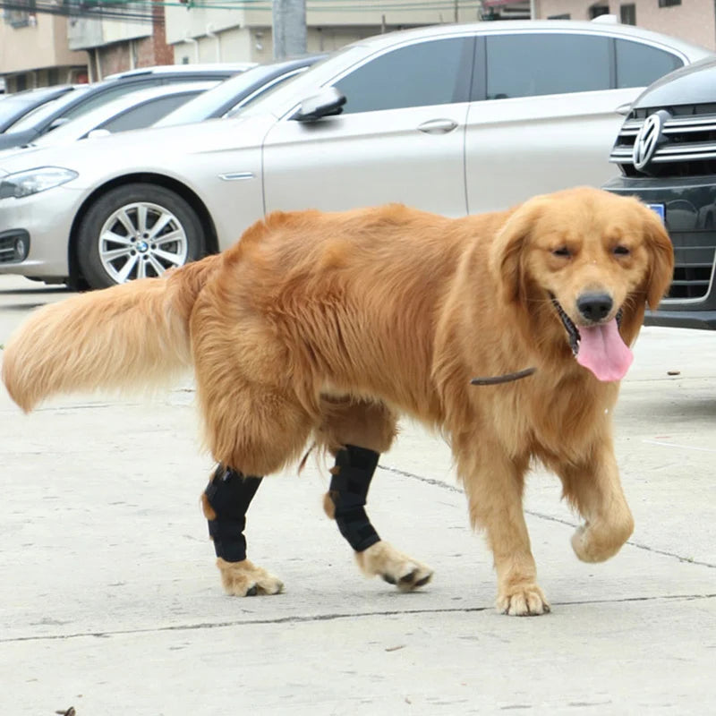 Hunde-Kniebandage 2025: Verstellbar Gelenk-Support - Pet Health Collection
