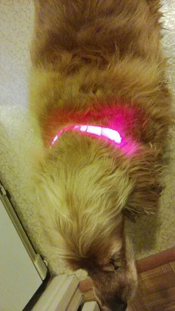 YUDODO Nylon LED Haustier Hund Halsbänder 2025: Nacht Sicherheit Blinkend Leuchtend Fluoreszierend - Tiere Hund Leine XS-XL 7 Farben Alle Jahreszeiten