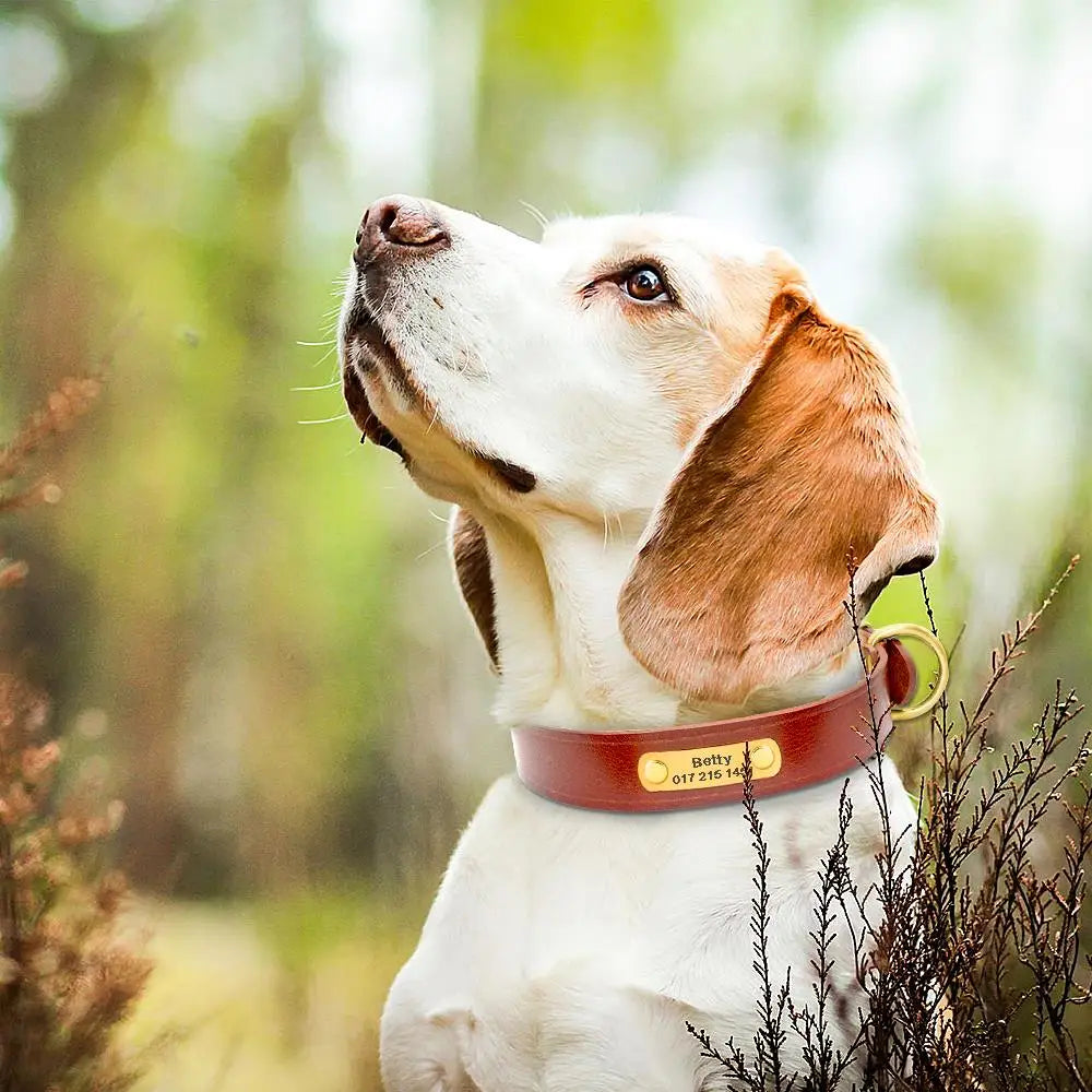 Personalisiert Hund ID Halsband Echtes Leder Kleine Mittlere Hunde Katze Halsband Anpassen Haustier Name Und Telefonnummer Kostenlose Gravur