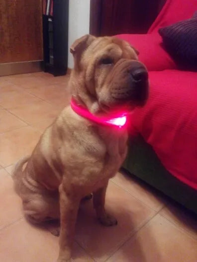 YUDODO Nylon LED Haustier Hund Halsbänder 2025: Nacht Sicherheit Blinkend Leuchtend Fluoreszierend - Tiere Hund Leine XS-XL 7 Farben Alle Jahreszeiten