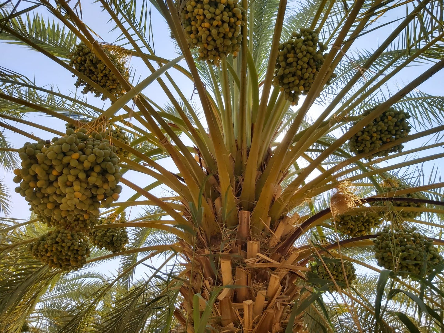 Faire Fruchte Barhi Honigball Bio Dattel - Kapazität 1 kg, Sorte Brahi Devash, Mit Stein