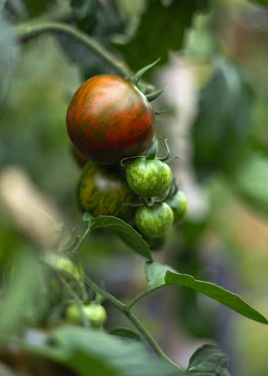 Black Zebra Tomatensamen - Dunkle Streifen, Inhalt 20 Samen, Fruchtgröße Mittel