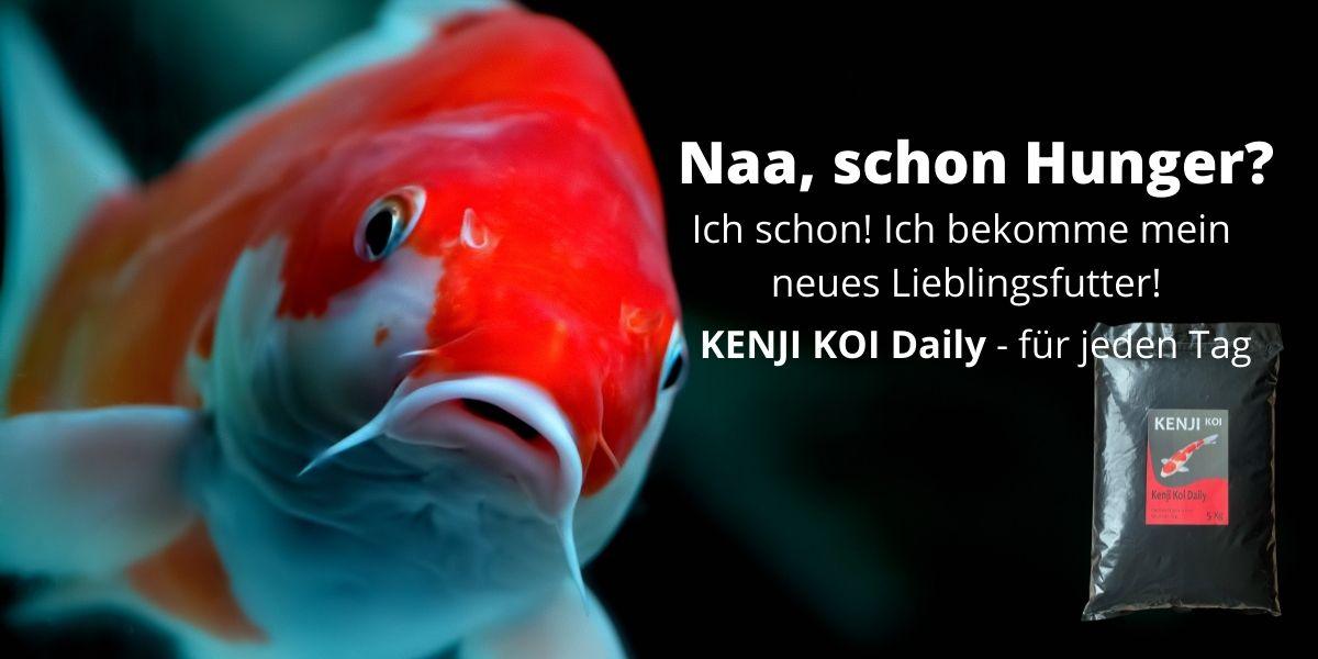 KENJI KOI Daily Koi Food Schwimmendes Koifutter - 1 kg, 2 mm Pellets