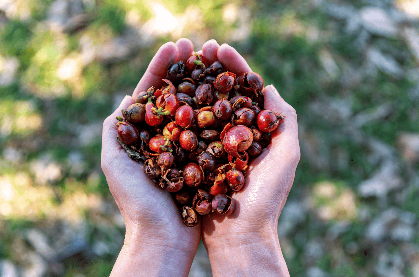 Cascara I Kaffeekirschen-Tee aus Costa Rica