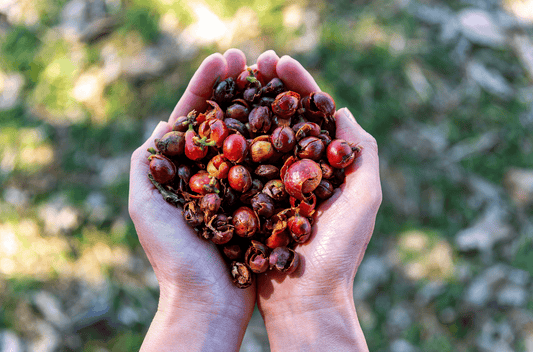 Cascara I Kaffeekirschen-Tee aus Costa Rica