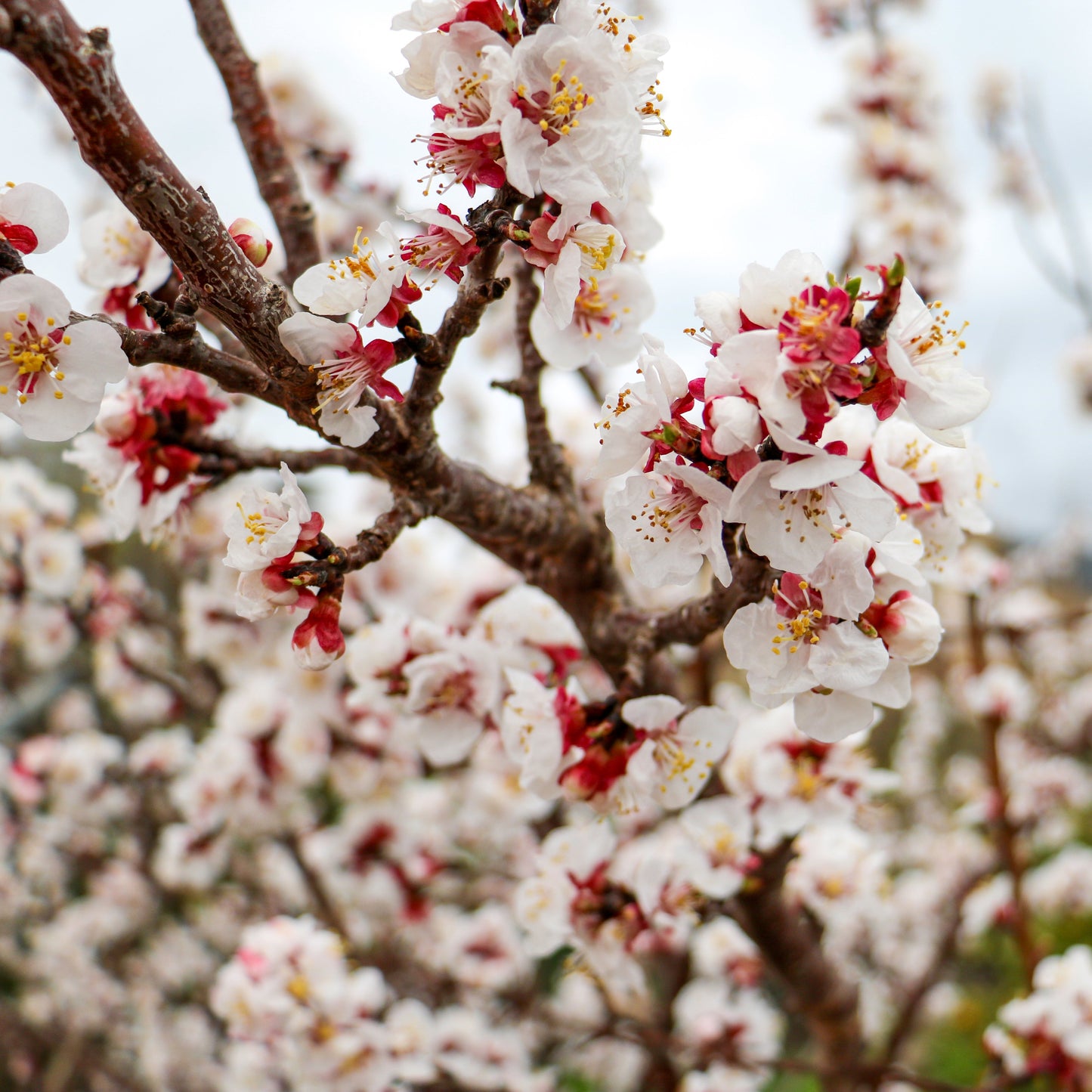 Viva La Vida Ametlla Mallorca IGP - 200 g Raw Small